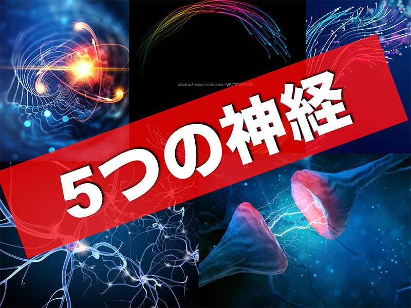 5つの神経