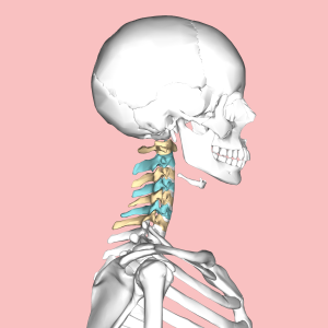 Cervical_vertebrae_lateral3