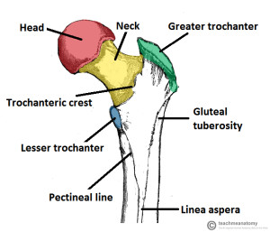 Posterior-Surface-of-the-Proximal-Portion-of-the-Femur-Bony-Landmarks