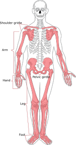skeleton-41513_1280