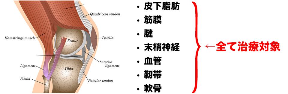 結合組織の視点からの治療